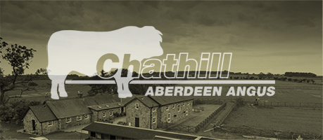 Chathill Aberdeen Angus